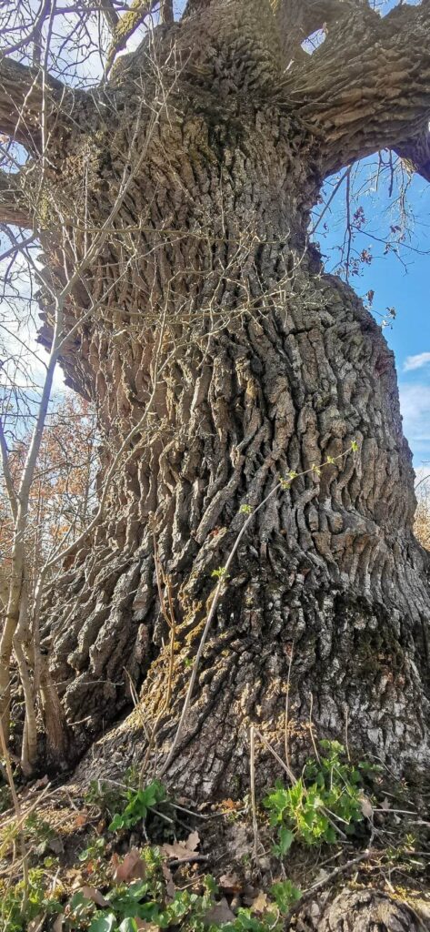 Prastarý dub v Gavurkách. Snímka: Žiarislav